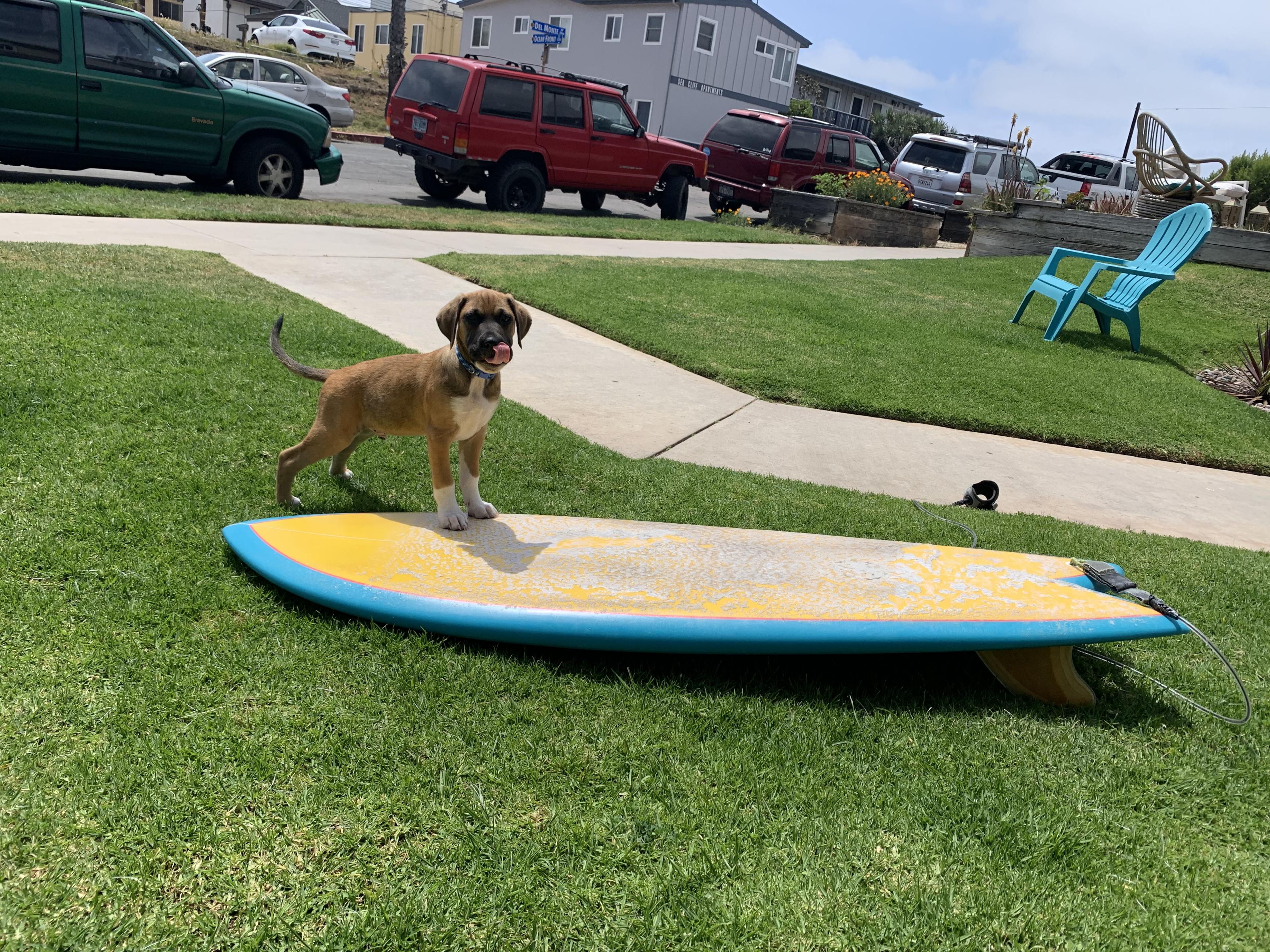 Copper riding a surfboard