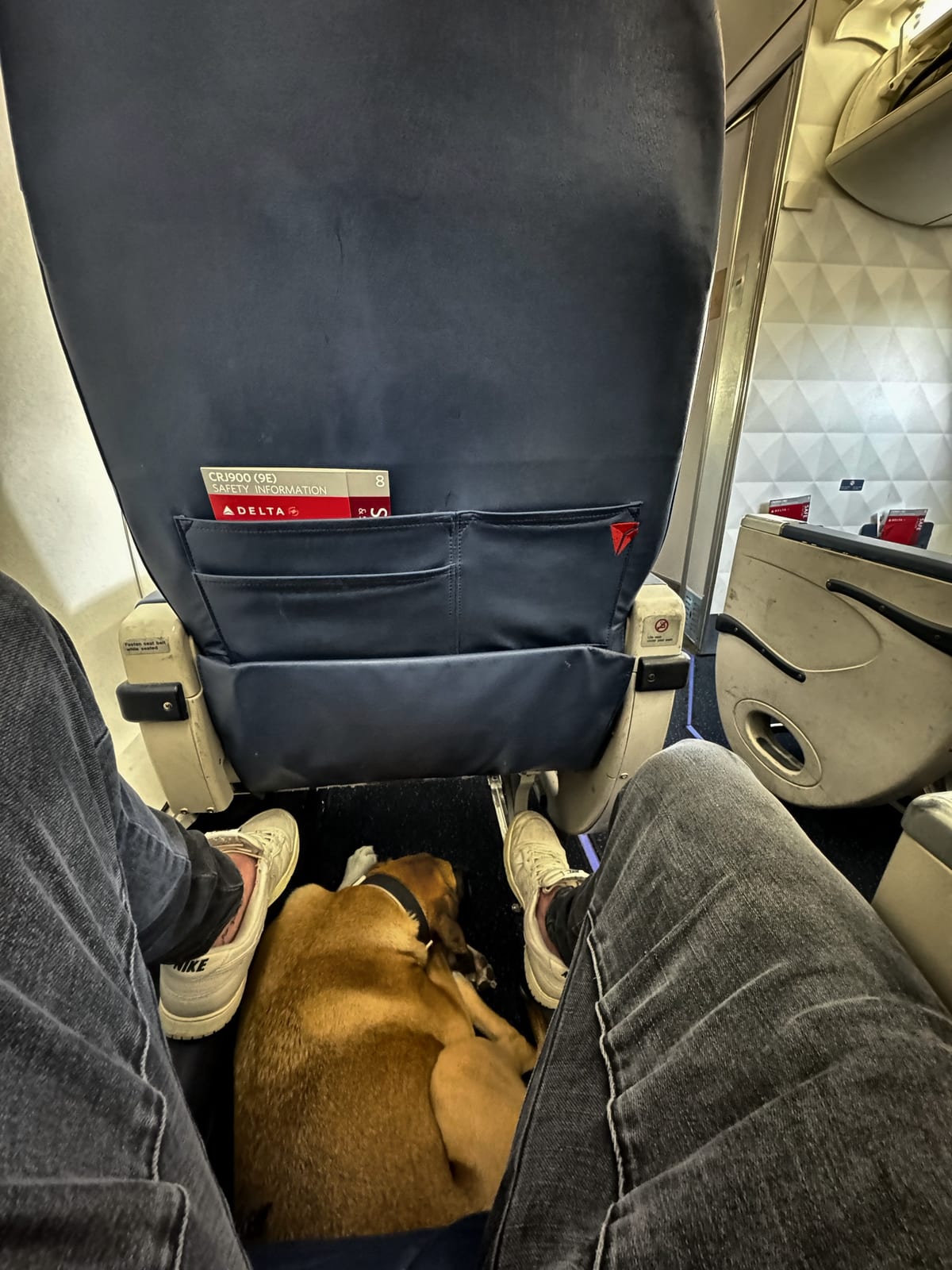 Copper lying in the cabin at Danny's feet on a Delta flight