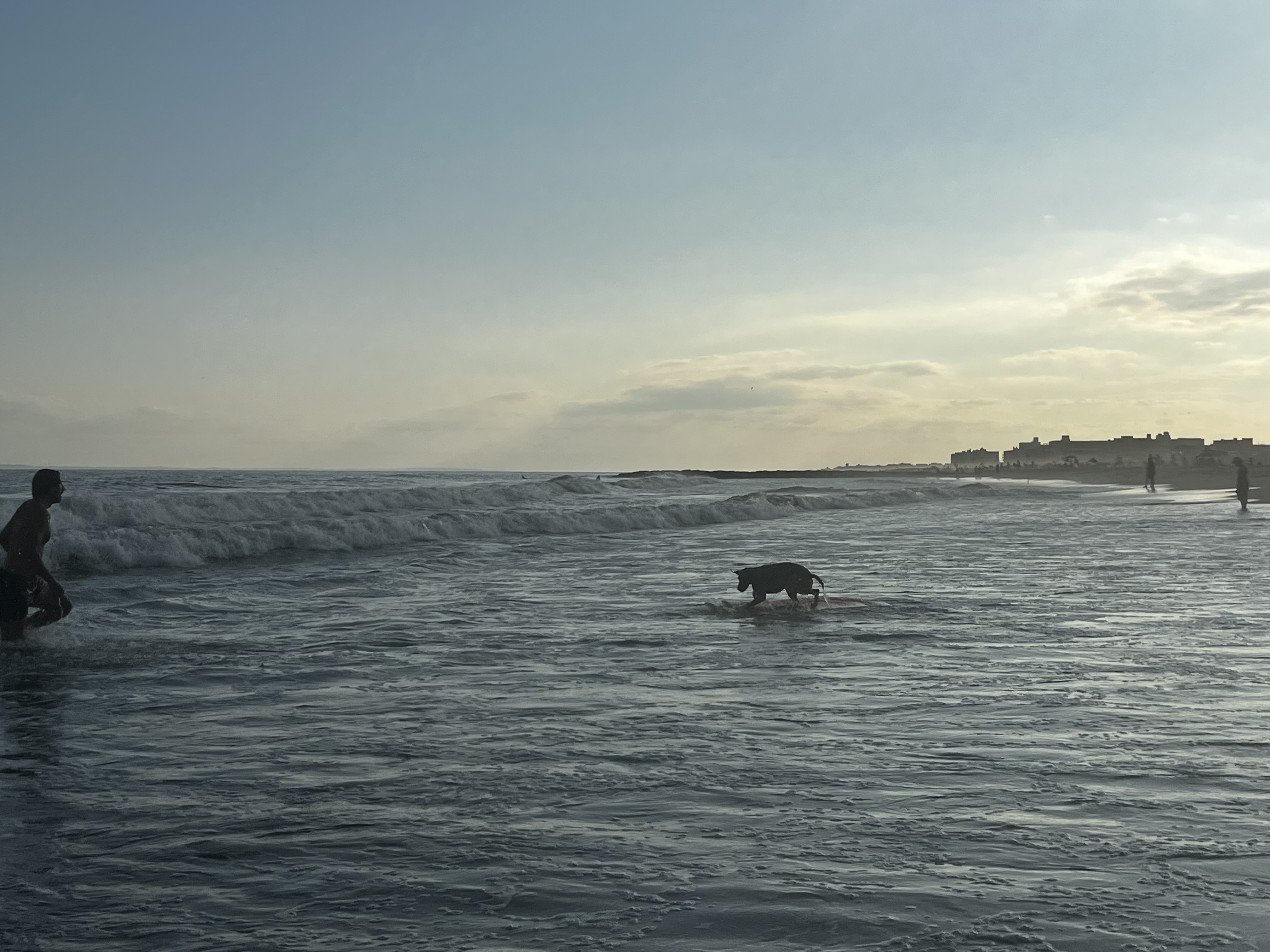 Copper standing on a surfboard